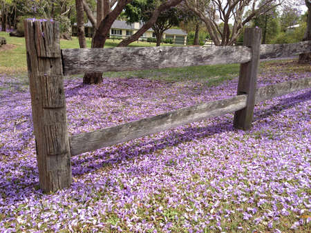 Jacaranda flowersの写真素材