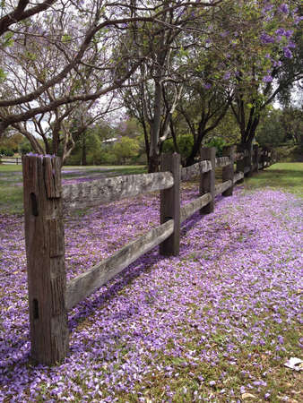 Jacaranda flowersの写真素材