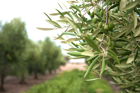 Le oliveの写真素材