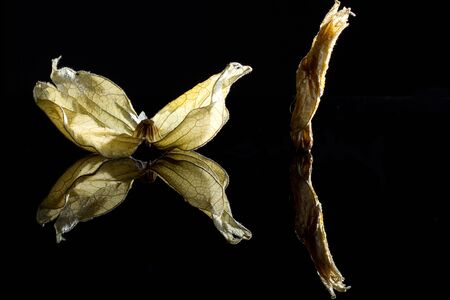 Physalis eaten, empty fruit pods on black glassの写真素材