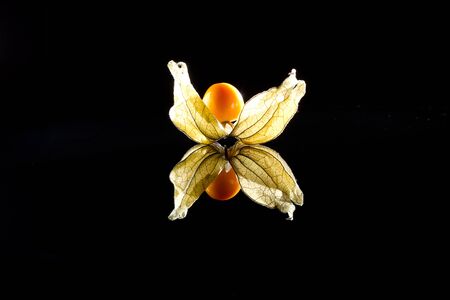 Physalis individually with reflection in black glassの写真素材