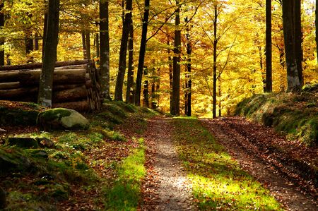 Fall in the forest with fallen leaves and autumn colors  Next to the forest road there is a stack of lumber の写真素材