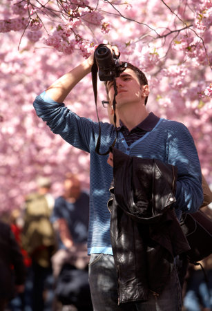 A man shooting when the Japanese cherry trees blossom in the Royal park in Stockholm April 30, 2012のeditorial素材