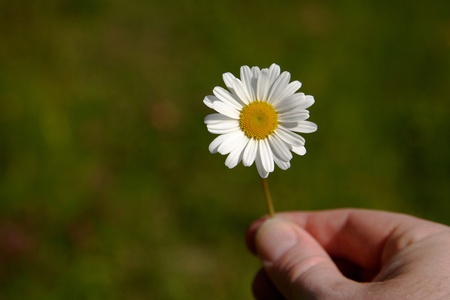 A Daisy are held in the hand isolated against the green meadow の写真素材