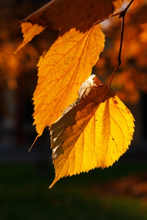 Autumn, leavesの写真素材