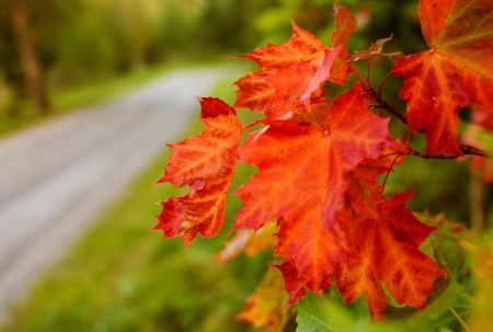 Maple leaves at the side of the forest road   の写真素材