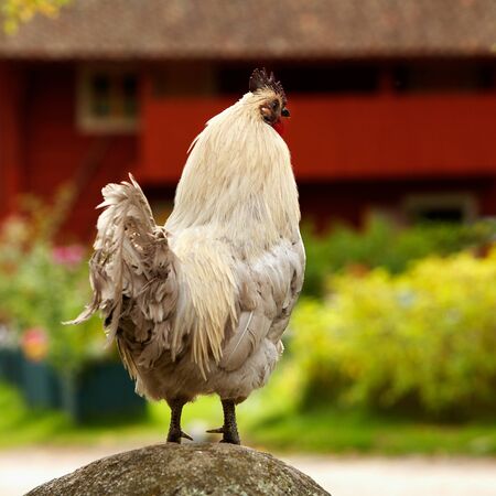 A rooster at an elevated position at Vallby Frilufts museum, Västerås, Sweden の写真素材