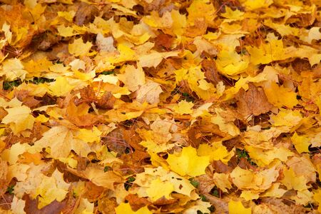 Maple leaves on the ground in autumn colors   の写真素材