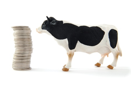 A cow stands next to a pile of money, isolated on white background  の写真素材