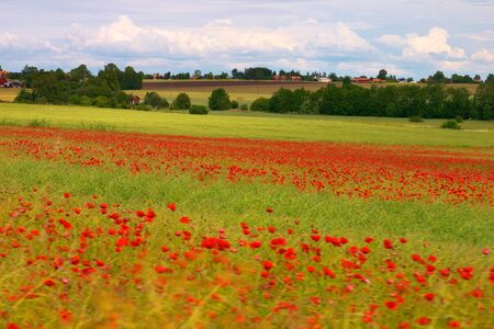 Fields with blooming poppies in the Swedish countryside の写真素材