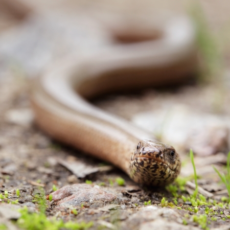 Close up of the legless Slow worm   Anguis fragilis の写真素材