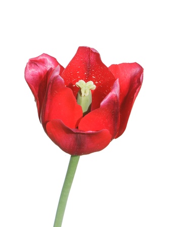 Red tulip isolated on white backgroundの写真素材