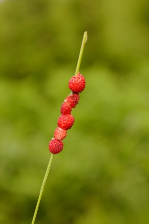 Wild Strawberries (Fragaria vesca) strung on a piece of grass against green background.の写真素材