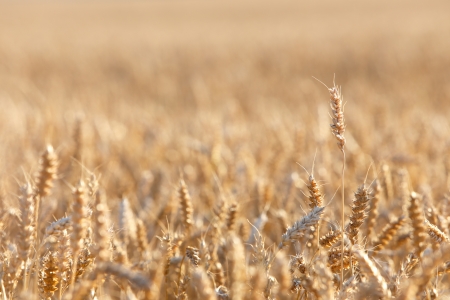 Ripening wheat in a field の写真素材