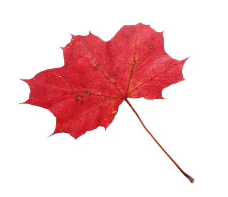 One red fallen Maple  Acer platanoides  leaf isolated on white backgrund の写真素材