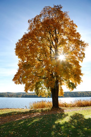 A Maple tree in autumn colors.の写真素材