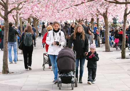 Japanise cherry tree blossoms in Kungstradgarden with people, Stockholm, Swdden,の素材