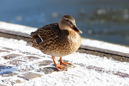 Female mallard anas platyrhynchos standing sun lit on snow near the wahter on a quay.の写真素材