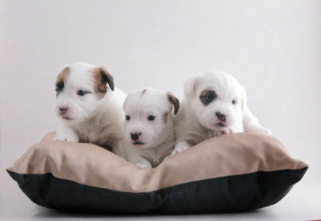 Three small puppies of breed Jack Russell terrier together on a pillow.の写真素材