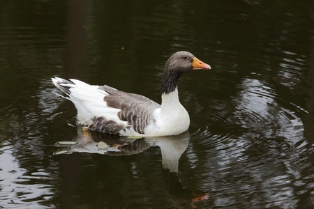 Domestic goose of the species Greylag goose (Anser anser )provincial name and variation refered as Olandsgas from the Swedish province of Oland.の写真素材