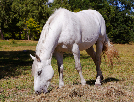 Grazing white horse.の写真素材