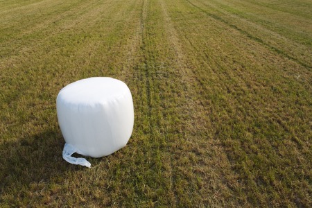 White silage roll bale on a fieldの写真素材