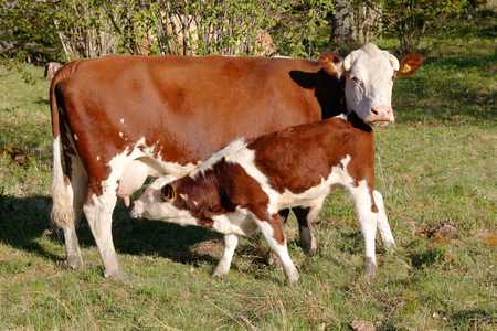 A brown and withe calf suckling the cow outdoors.の写真素材