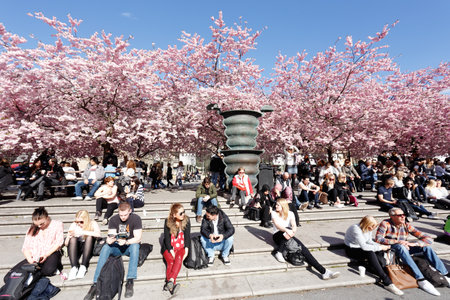 Stockholm, Sweden - April 21, 2015: Blossoming Japanese cherry trees in the Kungstradgarden park with people enjoing in the spring.のeditorial素材