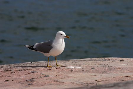 Common gull (Larus canus) side view standing on rock with the sea behind.の写真素材