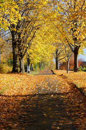 Walkway autumn alley.の写真素材