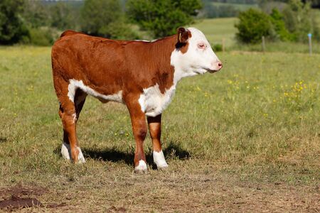 Profile view of a standing red and white calf facing right.の写真素材