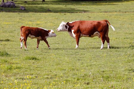 Cow and calf face to face in a field.の写真素材