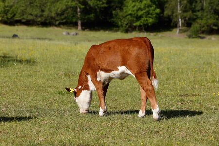 Grazing red and white calf in a field of grass.の写真素材
