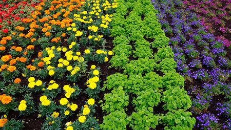 Planted plants in the colors of the rainbow flag.の写真素材
