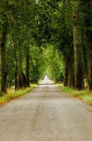 The way forward through the lush green avenue.の写真素材