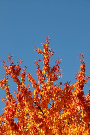 Tree with leaves in vibrant autumn colors against a clear blue sky.の写真素材