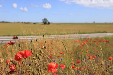 Agricultural landscape with blooming poppies in the foreground.の写真素材