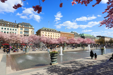 Stockholm, Sweden - April 30, 2021: View of the downtown park Kungstrsdgarden with blooming Japanese cherry trees.のeditorial素材