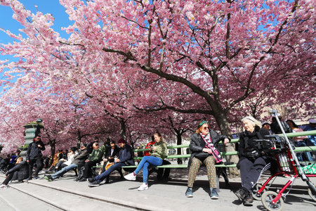 Stockholm, Sweden - April 30, 2021: People sitting unbder the blooming Japanese cherry tress the Kungstradgarden public park.のeditorial素材