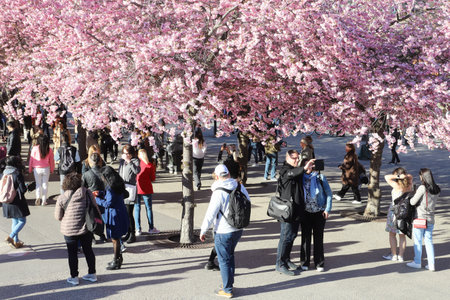 Stockholm, Sweden - April 21, 2022: Peopele enjoying the sprig under the flowering oriental cherry...