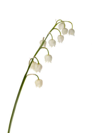 Lily of the valley (Convallaria majalis) isolated on white background.の写真素材