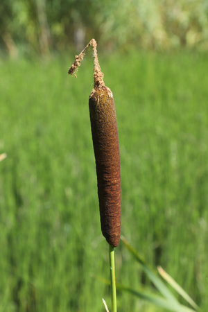 Close-up of the broadleaf cattail plant.の写真素材