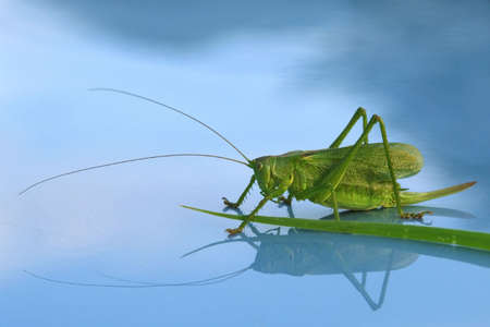 this is beautiful grasshiooer portraitの写真素材