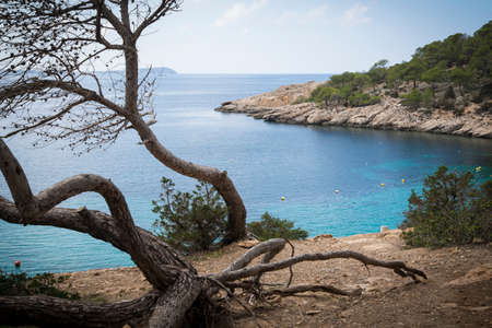 Sabine tree in Cala Salada with sea viewの写真素材