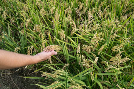 rice paddy