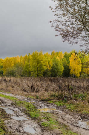 Beautiful autumn forest with white birch and yellow leavesの写真素材
