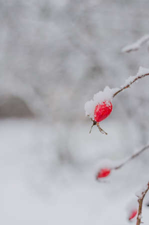 wild red berries of wild rose covered with snowの写真素材