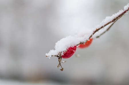 wild red berries of wild rose covered with snowの写真素材