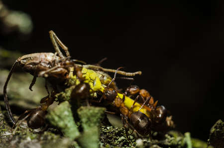 forest ants in the wild liveの写真素材