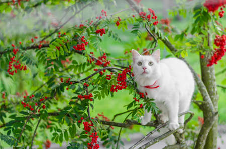 white pet cat sitting in a treeの写真素材